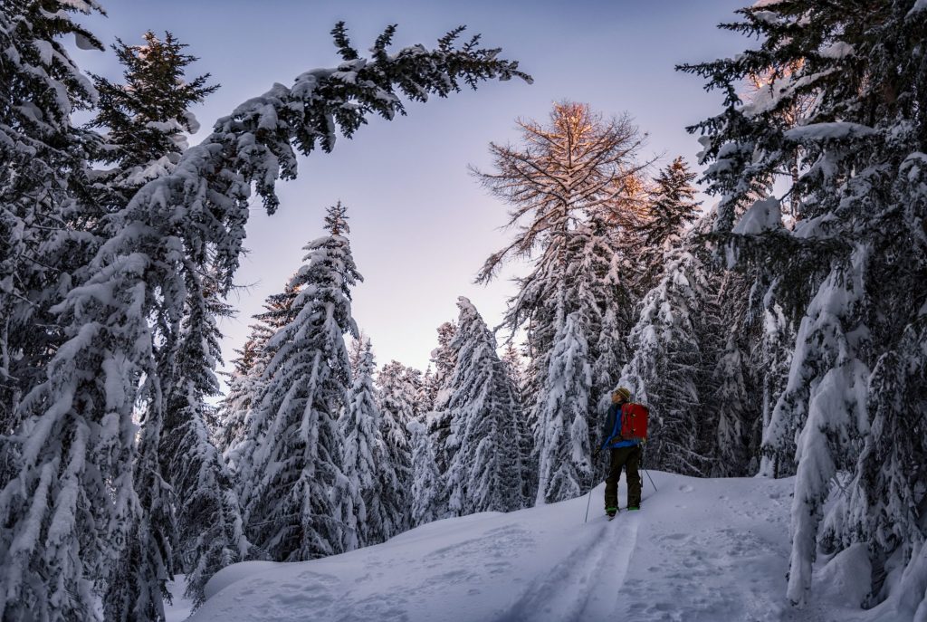 Sciatore tra i larici e gli abeti carichi di neve